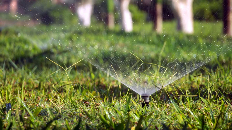 Essential Tips for Year-Round Lawn Maintenance