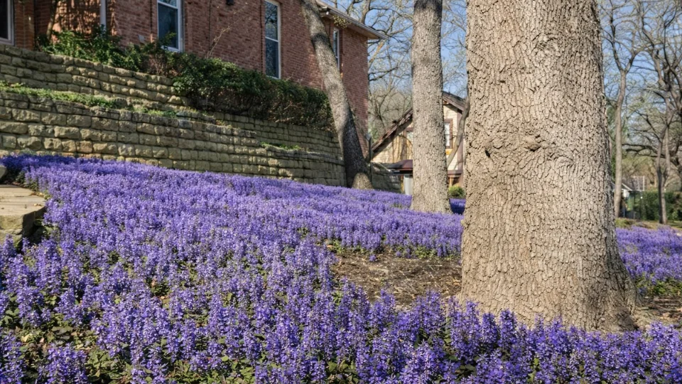 Smart Landscaping Ideas Around Tree Roots