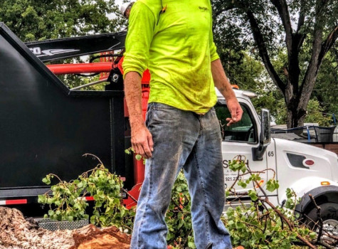 Arborist inspecting tree health on a client property