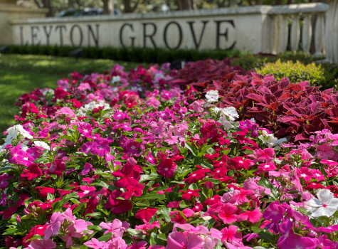 Commercial landscaping project in DFW