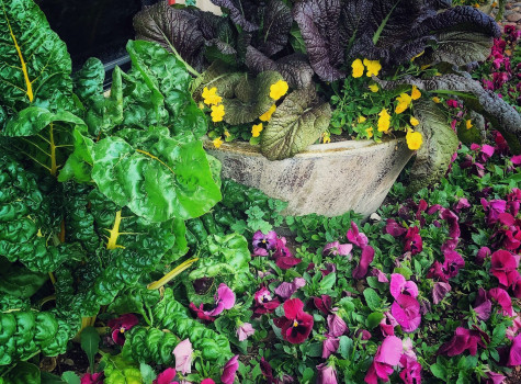 Strip mall landscape renovation in DFW