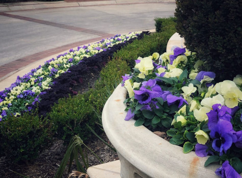 Commercial hardscape and softscape in Grapevine