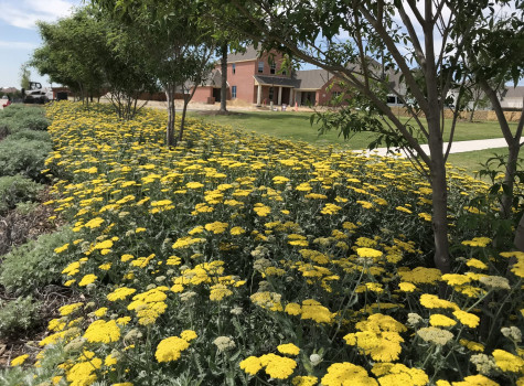 Commercial courtyard design in Prosper