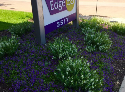 Commercial seasonal color installation in Plano