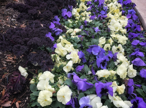 Commercial property walkway landscaping in DFW