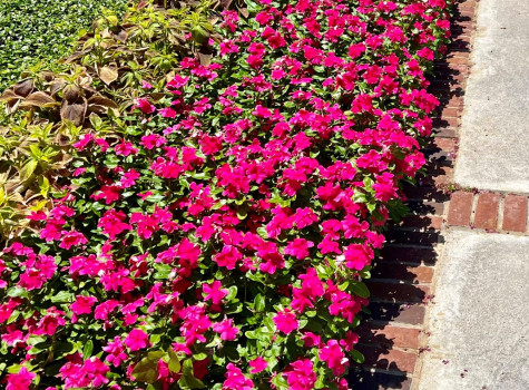 Backyard landscape transformation in Plano