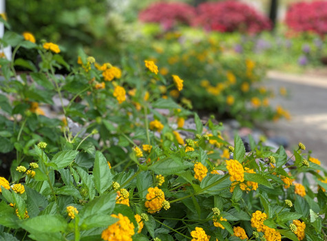 Residential lawn care in Highland Park