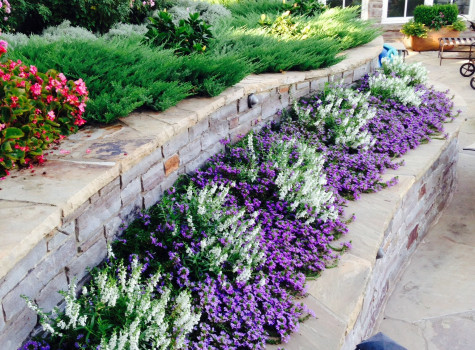Hedge and shrub installation in Grapevine