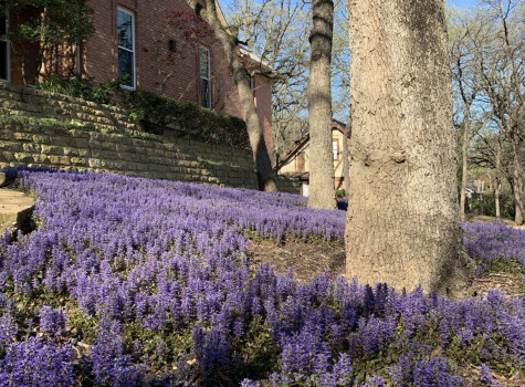 Seasonal color planting in Irving