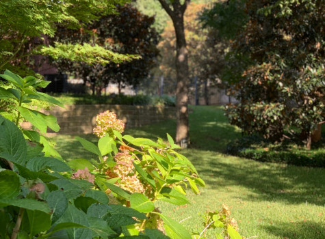 Residential border planting in Keller