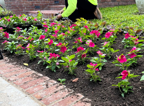 Backyard garden and planting in DFW