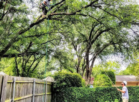 ISA Certified Arborist tree care in DFW