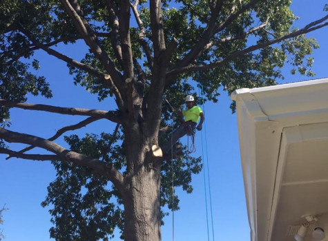 Large tree removal in Fort Worth