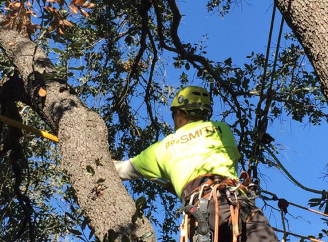 Tree planting and installation in Frisco
