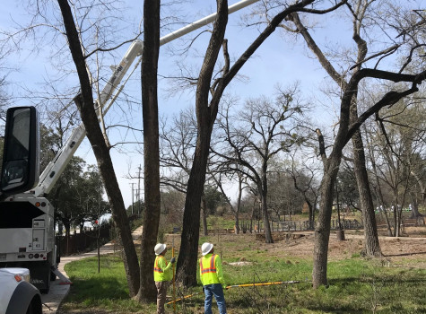 Tree health assessment and care in Plano